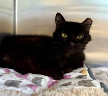 Rescue Domestic Medium Hair Cats for Adoption in Providence Forge, Virginia - Leigh Six NK | PetCurious