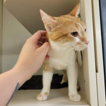 Demi -  Domestic Short Hair Cat for Adoption in Columbia, Missouri - Demi | PetCurious