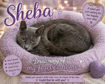 Domestic Short Hair Cats Available for Adoption in Greenville, Delaware - Sheba (FCID# 04/16/2026 - 16 Trainer) | PetCurious