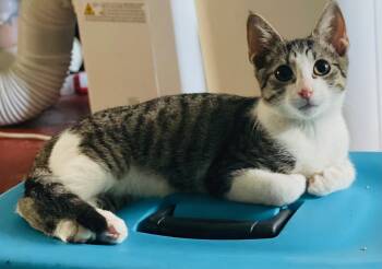 Rescue Domestic Short Hair Cats for Adoption in Brooksville, Florida - Neko | PetCurious