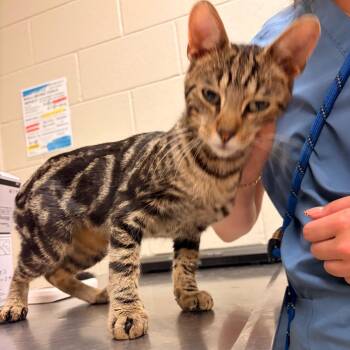 Spock -  Domestic Short Hair Cat for Adoption in Bristol, Indiana - Spock | PetCurious