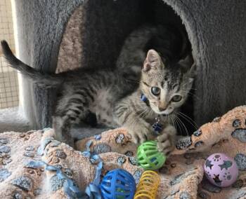 Hunter -  Domestic Short Hair and Tabby Cat for Adoption in Salisbury, North Carolina - Hunter | PetCurious