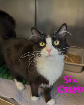 Domestic Short Hair Cats Available for Adoption - Six | PetCurious