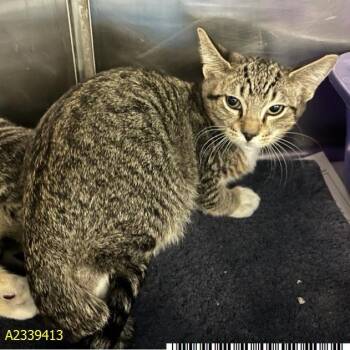Claude -  Domestic Short Hair Cat for Adoption in West Palm Beach, Florida - Claude | PetCurious