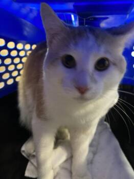 Domestic Short Hair Cats Available for Adoption - A138857 | PetCurious