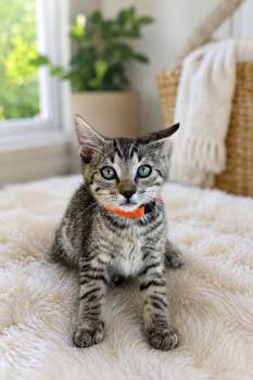 Brock Napa -  Tabby Cat for Adoption in Napa, California - Brock Napa | PetCurious