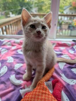 Rescue Domestic Short Hair and Tiger Cats for Adoption - Orange Creamsicle | PetCurious