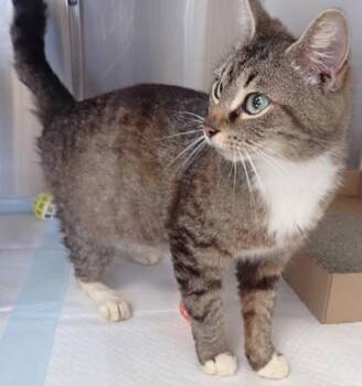 Domestic Short Hair Cats Available for Adoption in Taylorsville, North Carolina - Marabel | PetCurious