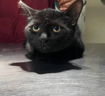 Brownie -  Domestic Short Hair Cat for Adoption in Trenton, New Jersey - Brownie | PetCurious