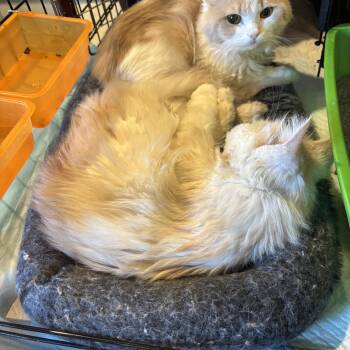 Rescue Persian Cats for Adoption in Fairfax, Virginia - Adam And Julia (Persians) | PetCurious