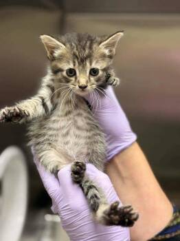 Ham -  Domestic Short Hair Cat for Adoption in Memphis, Tennessee - Ham | PetCurious