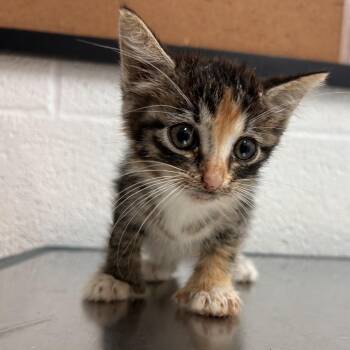 Lentil -  American Shorthair Cat for Adoption in Edinburg, Texas - Lentil | PetCurious
