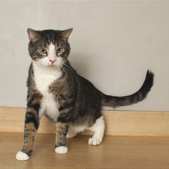 Stephen King C68088 -  Domestic Short Hair Cat for Adoption in Minnetonka, Minnesota - Stephen King C68088 | PetCurious