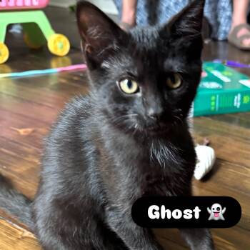 Ghost -  Domestic Short Hair Cat for Adoption in Mcdonald, Pennsylvania - Ghost | PetCurious