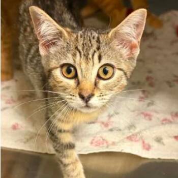 Scarlet -  Domestic Short Hair Cat for Adoption in Concord, North Carolina - Scarlet | PetCurious