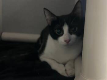 MAMITA -  Domestic Short Hair Cat for Adoption in Dallas, Texas - MAMITA | PetCurious