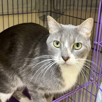 Lucy -  Domestic Short Hair Cat for Adoption in Bedford, New Hampshire - Lucy | PetCurious