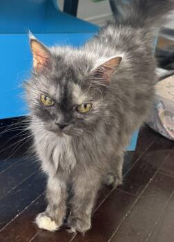 Siberian and Persian Cats Available for Adoption in Brampton, Ontario - Loly H. | PetCurious
