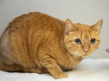Domestic Short Hair Cats Available for Adoption in Phoenix, Arizona - TATI | PetCurious