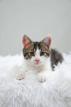 Fenwick -  Domestic Short Hair Cat for Adoption in Belton, Missouri - Fenwick | PetCurious
