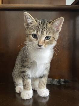 Rescue Domestic Short Hair Cats for Adoption in St. Cloud, Florida - Ralphie | PetCurious