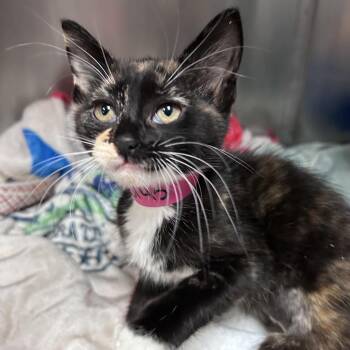 Domestic Short Hair Cats Available for Adoption in Lakeland, Florida - Meeny | PetCurious