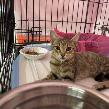 Acorn - CCCR-Stray-3952 -  Domestic Short Hair Cat for Adoption in Union, Missouri - Acorn - CCCR-Stray-3952 | PetCurious