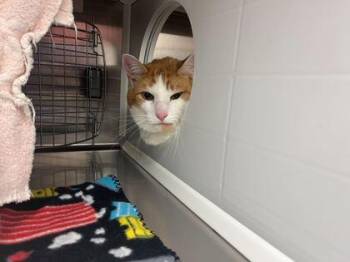 Sprout -  Domestic Short Hair Cat for Adoption in Kansas City, Missouri - Sprout | PetCurious