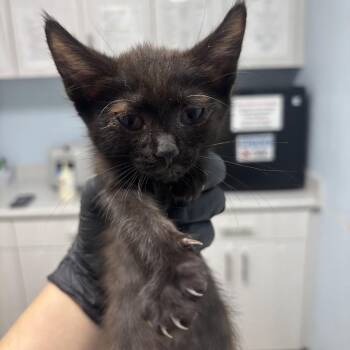 Ms. Cutie -  Domestic Short Hair Cat for Adoption in Riverside, California - Ms. Cutie | PetCurious