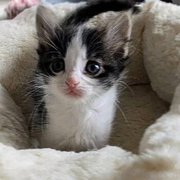 Guava -  Domestic Short Hair Cat Available for Adoption in Wadena, Minnesota - Guava | PetCurious