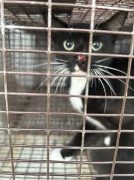 A657574 -  Domestic Short Hair Cat for Adoption in Houston, Texas - A657574 | PetCurious