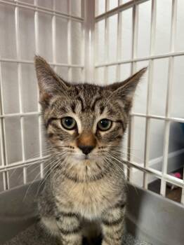 Givenchy -  Tabby and Domestic Short Hair Cat for Adoption in Island Lake, Illinois - Givenchy | PetCurious