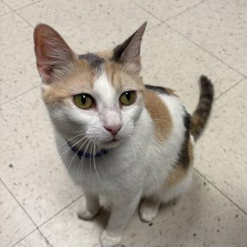 Domestic Short Hair Cats Available for Adoption in North Arlington, New Jersey - Mimi  | PetCurious