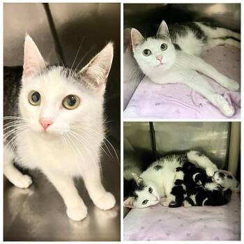 Mitzy -  Domestic Short Hair Cat for Adoption in New Fairfield, Connecticut - Mitzy | PetCurious