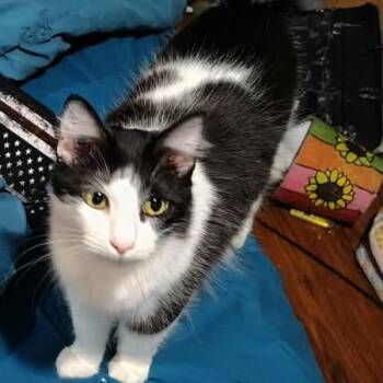 Domestic Medium Hair Cats Available for Adoption in Austin, Texas - Duvalin | PetCurious