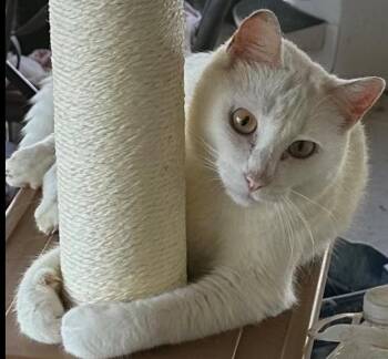 Rescue Domestic Short Hair Cats for Adoption in Duette, Florida - Casper | PetCurious