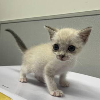 Gummy -  Domestic Short Hair Cat for Adoption in Tampa, Florida - Gummy | PetCurious
