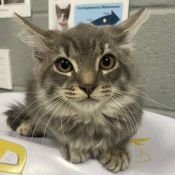Victor -  Domestic Medium Hair Cat for Adoption in Allentown, Pennsylvania - Victor | PetCurious