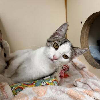Snotlout -  Domestic Short Hair Cat for Adoption in Myerstown, Pennsylvania - Snotlout | PetCurious