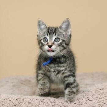 Grasshopper -  Domestic Short Hair Cat for Adoption in Parma, Ohio - Grasshopper | PetCurious