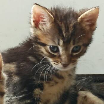 Pickulz C11096 -  Domestic Short Hair Cat for Adoption - Pickulz C11096 | PetCurious
