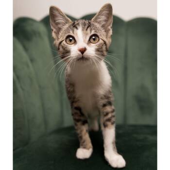 Rick & Morty (bonded pair) -  Domestic Short Hair Cat for Adoption in Stoughton, Wisconsin - Rick & Morty (bonded Pair) | PetCurious
