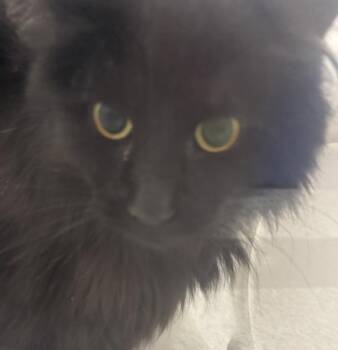Domestic Long Hair Cats Available for Adoption in Golden, Colorado - Briar | PetCurious