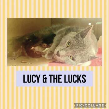 Blue Moon -  Domestic Short Hair Cat for Adoption in Wheeling, Illinois - Blue Moon | PetCurious