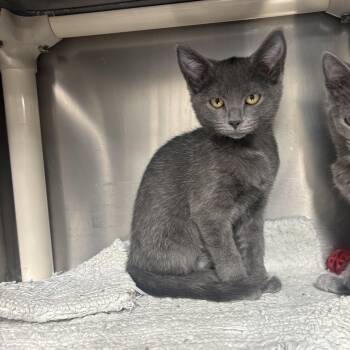 Claire -  Domestic Short Hair Cat for Adoption in Saint Charles, Missouri - Claire | PetCurious