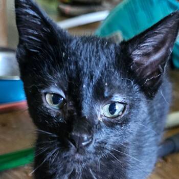 Rescue Domestic Short Hair Cats for Adoption in Grinnell, Iowa - Bugle | PetCurious