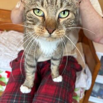 Kitana -  Domestic Short Hair Cat for Adoption in Worcester, Massachusetts - Kitana | PetCurious