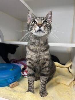 Artemis -  Domestic Short Hair Cat Available for Adoption in Bellingham, Washington - Artemis | PetCurious