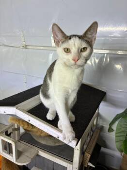 Serrano -  Domestic Short Hair Cat for Adoption in Grand Rapids, Michigan - Serrano | PetCurious