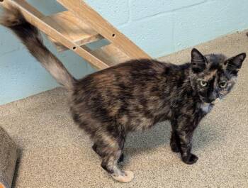 Daytona -  Domestic Medium Hair Cat for Adoption in Cape Coral, Florida - Daytona | PetCurious